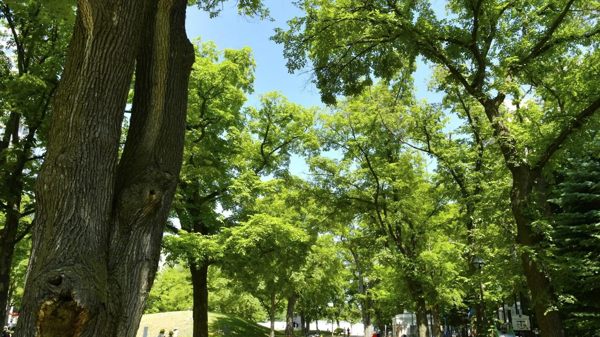 *****  Sapporo View Hotel Odori Park Japan